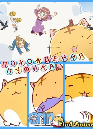 Кот по имени Пойо